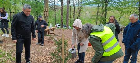 zasaditev smrekic (6)